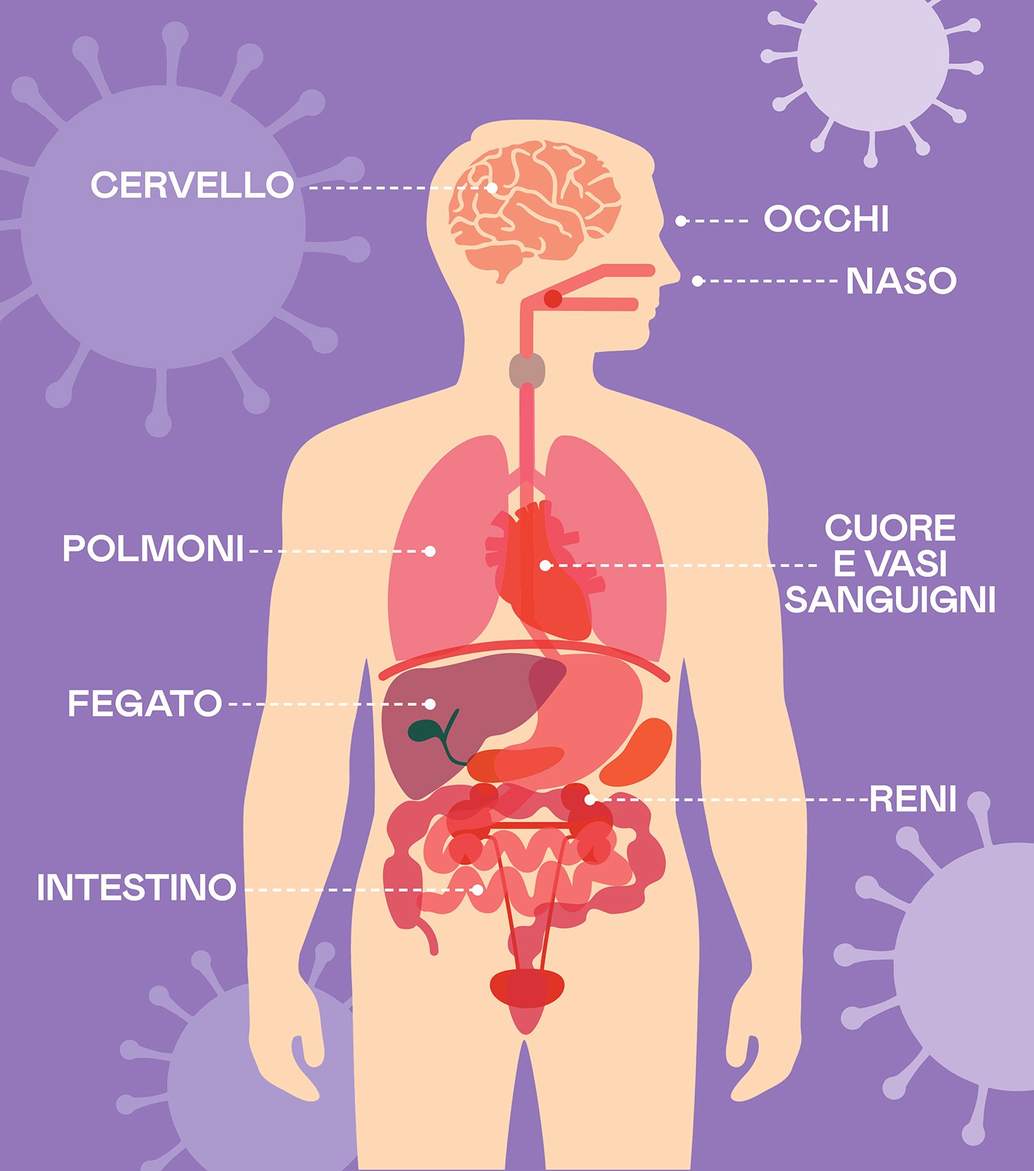 Coronavirus: come si diffonde nel corpo e quali organi attacca - Starbene