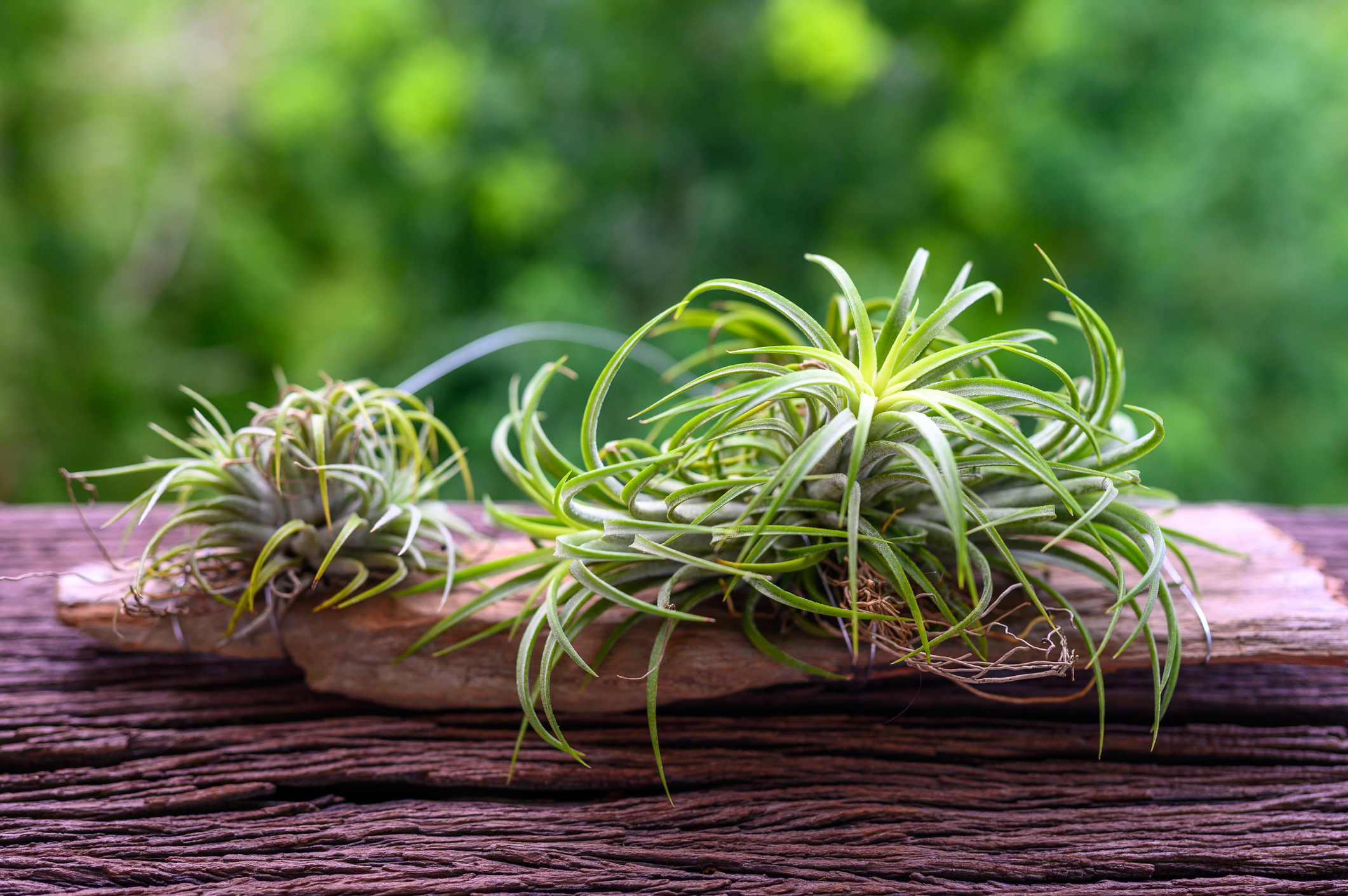 Tillandsia, la pianta che assorbe gli inquinanti - Starbene