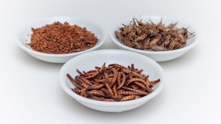 Mangiare insetti: sono buoni e sicuri? Rispondono gli esperti