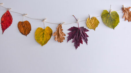 Foliage domestico: idee per portare foglie e autunno a casa